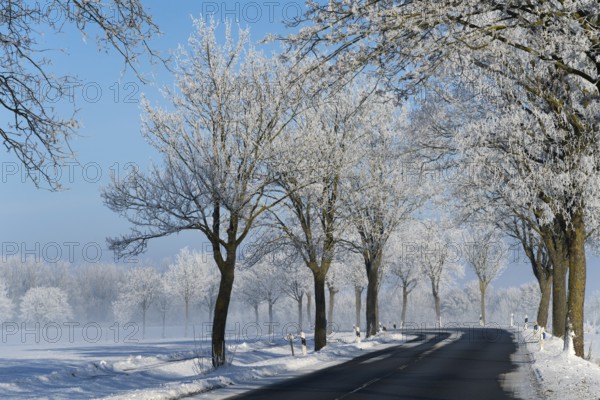 Trees covered with a layer of frost line a country road in winter, alley in snow with hoarfrost, between Groß Bülten and Bülten, Ilsede, Peine district, Lower Saxony, Germany