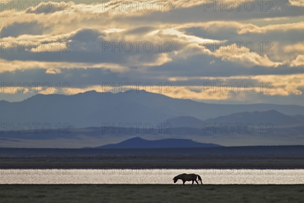 Silhouette of a horse (Equus caballus) running in the evening light in front of a large steppe lake and a cloudy mountain landscape, Bulgan, Mongolia