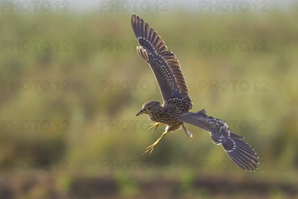 Night heron (Nycticorax nycticorax), close-up, young bird with spread wings and drooping legs in flight, Majorca, Spain