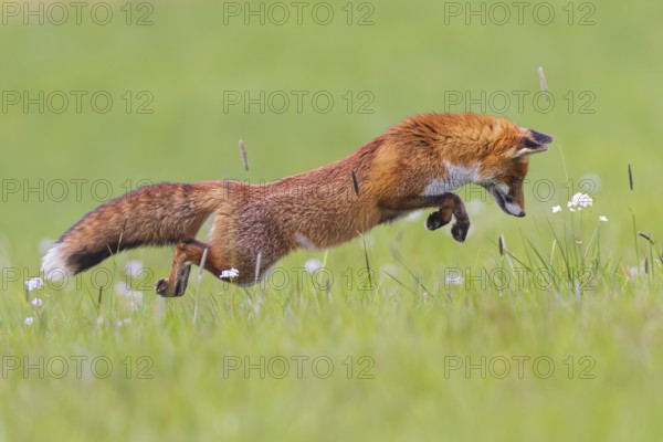 Red fox (Vulpes vulpes), close-up, adult on a flowering meadow leaps into the air in the so-called mouse jump while hunting for mice, Hesse, Germany