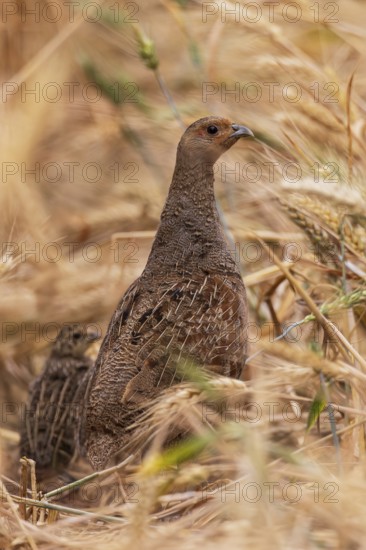 Grey partridge (Perdix perdix), close-up of a female together with young bird within a grain field, Hesse, Germany