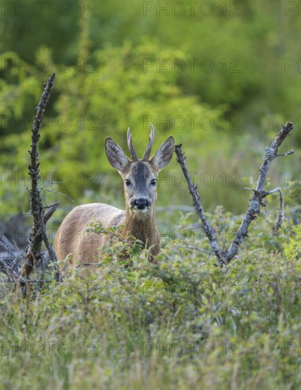 Roebuck (Capreolus capreolus), portrait and close-up, male feeding on a blackberry bush in a forest clearing in summer, looking into the camera, Hesse, Germany