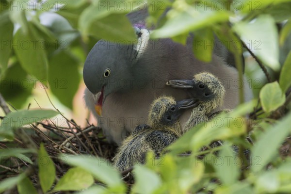 Wood pigeon (Columba palumbus) close-up, adult bird standing surrounded by green leaves with two chicks cuddling together in the nest, Baden-Württemberg, Germany