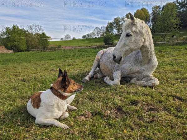 Domestic horse and dog close-up, white grey horse (Equus caballus) lying amicably close together with a brown and white dog lying next to it in a paddock in summer, Hesse, Germany