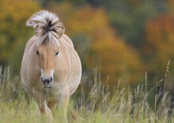 Fjord horse (Equus ferus caballus), close-up of a fjord pony on pasture in front of autumnal colourful deciduous forest in Indian Summer, Odenwald, Hesse, Germany