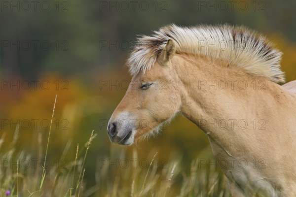 Fjord horse (Equus ferus caballus), close-up and portrait of a fjord pony with closed eyes on pasture in front of autumnal colourful deciduous forest in Indian Summer, Odenwald, Hesse, Germany