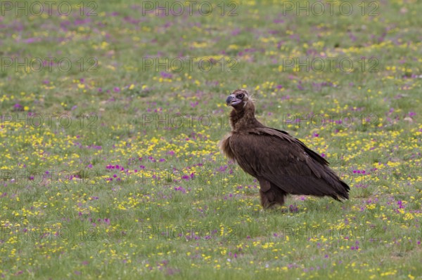 Black Vulture (Aegypius monachus), close-up, adult bird standing in yellow and purple flowering meadow in Mongolian steppe, Bulgan, Mongolia