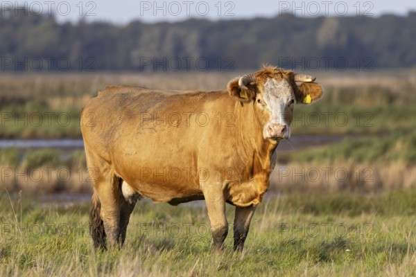 Suckler cow (Bos primigenius taurus), close-up, brown cow standing alone on pasture in wet grassland and looking into the camera, Brandenburg, Germany