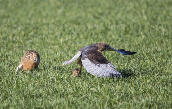 Marsh harrier (Circus aeruginosus), male flies flat over a green crop field with a young hare (Lepus europaeus) in his clutches and is pursued by a mother hare, Baden-Württemberg, Germany