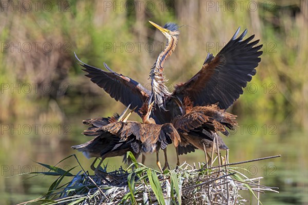 Purple heron (Ardea purpurea), adult bird in the reeds lands with outstretched wings in the nest to feed the 3 young birds, Wagbachniederung, Baden-Württemberg, Germany