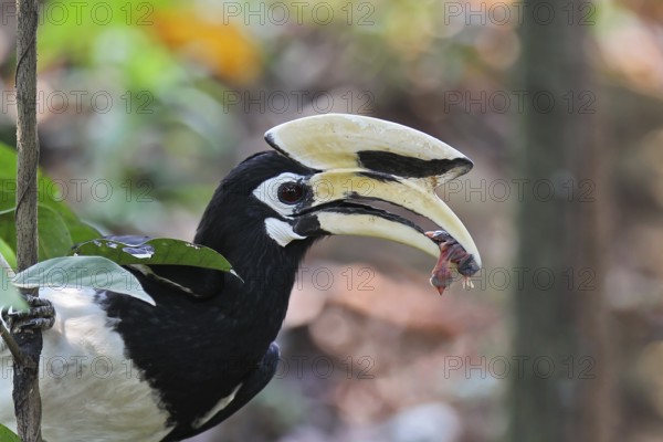 Oriental Hornbill (Anthracoceros albirostris) holding the dead nestling of a Striped-throated Bulbul (Pycnonotus finlaysoni) in its massive beak after predation of a songbird nest, Kaeng Krachan National Park, Thailand