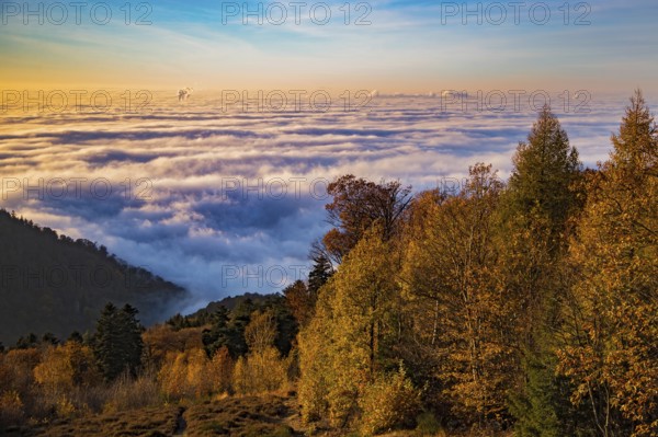 Aerial view, view from Königstuhl Heidelberg in evening light with Indian summer over autumnal fog landscape of low-hanging clouds and fog fields in inversion weather in the Upper Rhine plain, smoking chimneys sticking out of the fog, Heidelberg, Baden-Württemberg, Germany