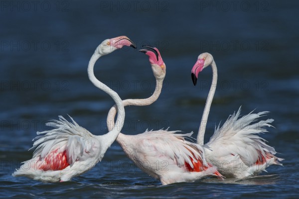 Pink flamingo (Phoenicopterus roseus), group of three birds fighting with their beaks and necks close together in the water with aggressive behaviour during courtship, Sardinia, Italy