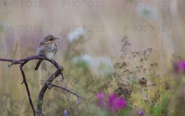 Red-backed shrike (Lanius collurio), young bird calls and sits with open beak on a branch surrounded by tall shrubs in a flowering area with red flowers, Hesse, Germany