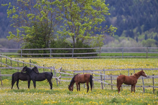 Horses (Equus caballus) on paddock, four riding horses standing together and eating on yellow flowering, large pasture with dandelion (Taraxacum officinale) in spring, Odenwald, Hesse, Germany