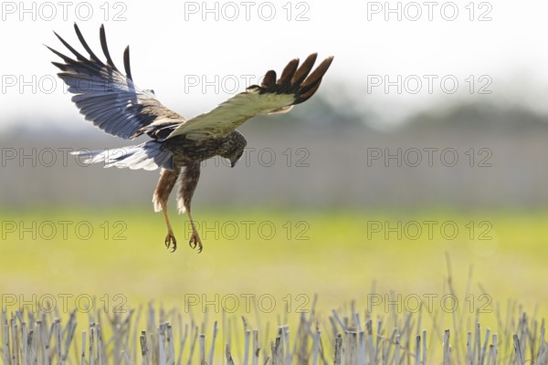 Marsh harrier (Circus aeruginosus), close-up of a flat-flying male hunting and foraging with outstretched wings and hanging legs over a stubble field, Baden-Württemberg, Germany