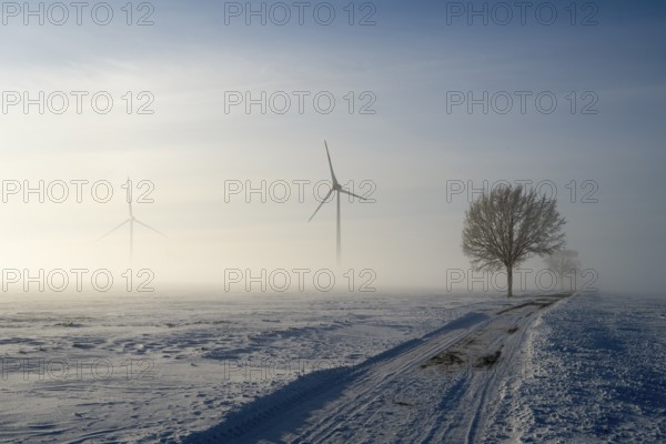 Snow-covered landscape in fog with wind turbines and a tree under a blue sky, wind turbine and tree in snow in fog, between Bülten and Solschen, Ilsede, Peine district, Lower Saxony, Germany