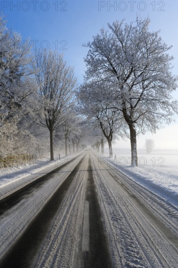 Long road in winter with frost-covered trees and clear sky, trees on an avenue with hoarfrost between Solschen and Adenstedt, Ilsede, Peine district, Lower Saxony, Germany