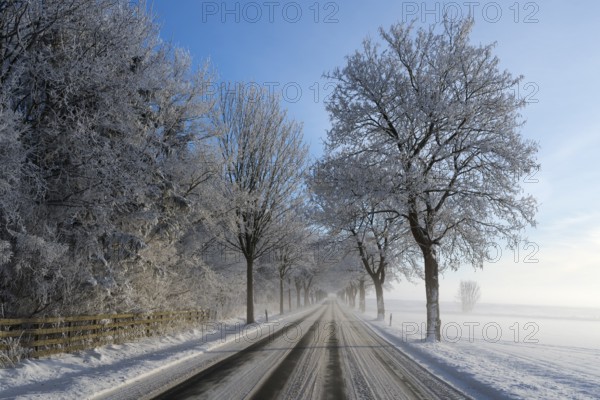 Snowy country road lined with frost-covered trees under a clear sky, trees on an avenue with hoarfrost between Solschen and Adenstedt, Ilsede, Peine district, Lower Saxony, Germany