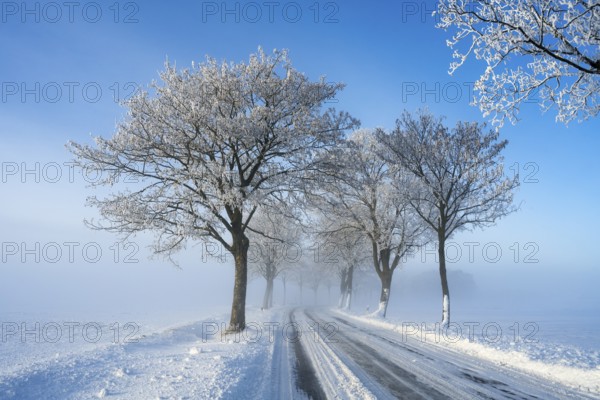 Snowy road with snow-covered trees under clear blue sky, trees on an avenue with hoarfrost between Adenstedt and Solschen, Ilsede, Peine district, Lower Saxony, Germany