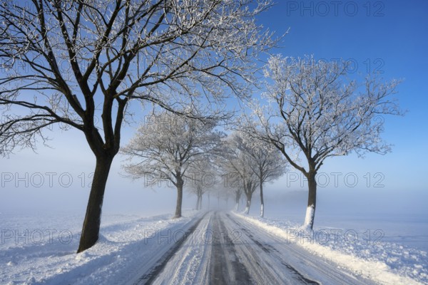 Snowy and quiet road with bare trees on a clear winter day, trees on an avenue with hoarfrost between Solschen and Adenstedt, Ilsede, Peine district, Lower Saxony, Germany