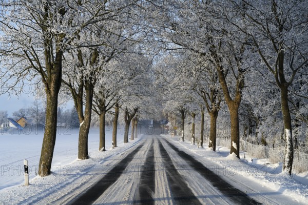 Snowy avenue with bare trees and a road in a wintry landscape, trees of an alley with hoarfrost between Adenstedt and Solschen, Ilsede, Peine district, Lower Saxony, Germany