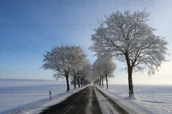Snowy road through a row of trees under a clear, blue sky, trees on an avenue with hoarfrost between Solschen and Adenstedt, Ilsede, Peine district, Lower Saxony, Germany
