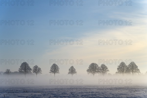 Row of trees standing in fog against a blue sky, between Bülten and Solschen, Ilsede, Peine district, Lower Saxony, Germany