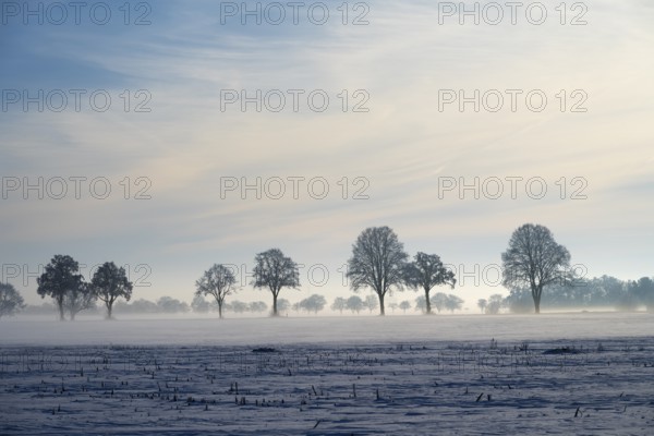 Trees standing in a row in fog with slightly cloudy sky, between Bülten and Solschen, Ilsede, Peine district, Lower Saxony, Germany