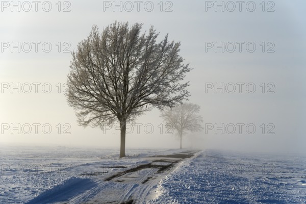 Snowy landscape with a row of trees along a road in fog, between Bülten and Solschen, Ilsede, Peine district, Lower Saxony, Germany