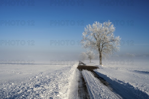 Snowy road with lonely tree and wide landscape under bright blue sky, tree in snow with hoarfrost, fog in the background, between Bülten and Solschen, Ilsede, Peine district, Lower Saxony, Germany