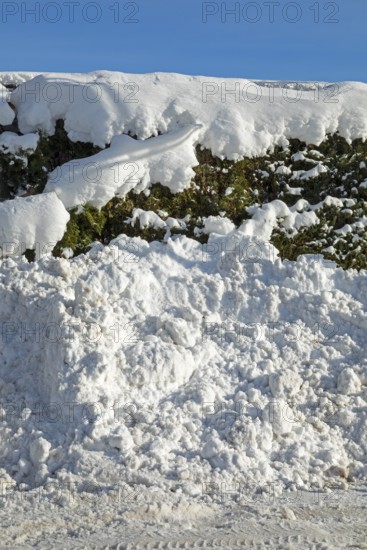 Snowy hedge, winter, snow, Sieversen, Samtgemeinde Rosengarten, Lower Saxony, Germany