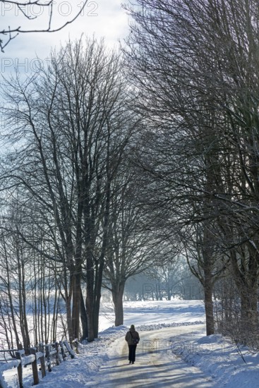 Man walking in snow, snowy road, trees, winter, Sieversen, Samtgemeinde Rosengarten, Lower Saxony, Germany