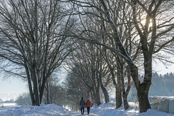 People walking in snow, snowy road, trees, winter, Sieversen, Samtgemeinde Rosengarten, Lower Saxony, Germany