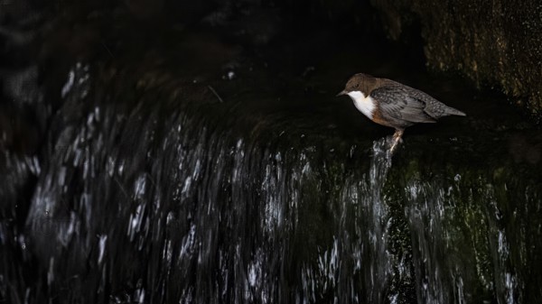 A dipper (Cynclus cinclus) sits at a small waterfall with dark, bubbling water, East Westphalia, North Rhine-Westphalia, Germany