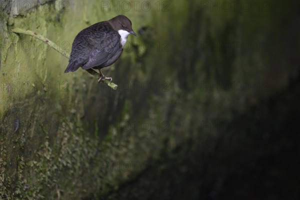 A dipper (Cynclus cinclus) sitting on a branch in front of a moss-covered wall in a quiet environment, East Westphalia, North Rhine-Westphalia, Germany