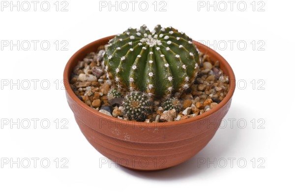 Potted 'Echinopsis Hybrid' cactus plant on white background
