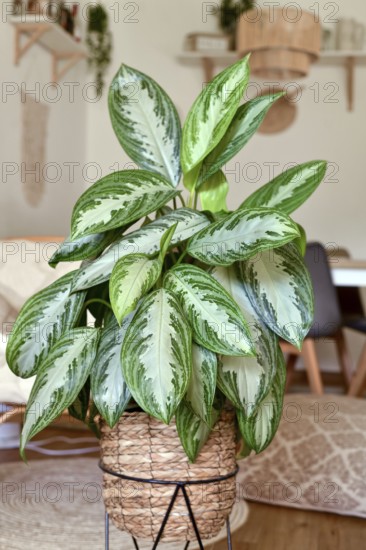 Tropical 'Aglaonema Silver Bay' houseplant with silver pattern in basket pot in boho style living room