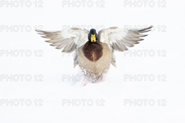 Flying mallard (anas platyrhynchos) in the snow, Vechta, Lower Saxony, Germany
