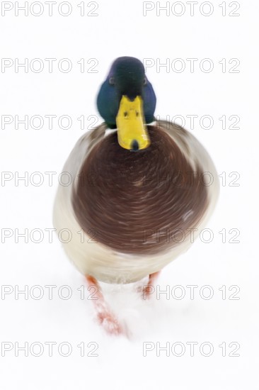 Mallard (anas platyrhynchos) in the snow, Vechta, Lower Saxony, Germany