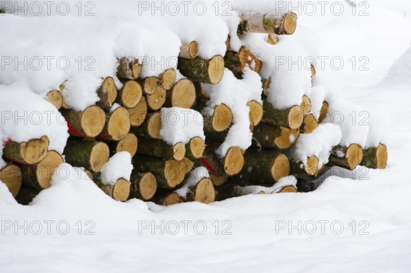 Firewood, logging in snow, forestry work, Vechta, Lower Saxony, Germany