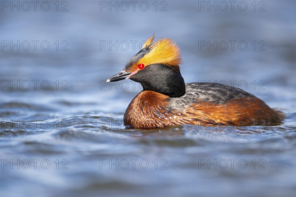 Slavonian grebe (Podiceps auritus) swimming on a lake, Västergötland, Falköping, Sweden