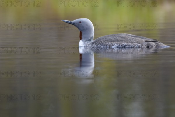 Red-throated diver (Gavia stellata) in breeding plumage on a lake in Sweden, Knuthöjdsmossen, Hällefors, Örebro län, Sweden