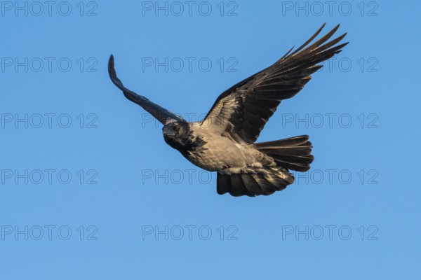 Hooded Crow (corvus corone corone) in flight, Feldberg Lakeland, Mecklenburg-Western Pomerania, Germany