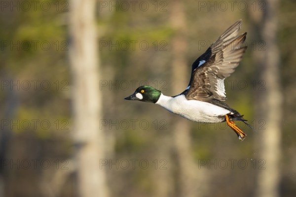 Flying goldeneye (Bucephala clangula), Knuthöjdsmossen, Hällefors, Örebro län, Sweden