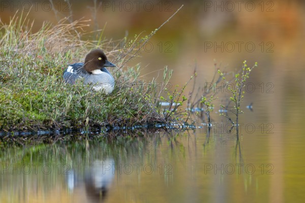 Common goldeneye (Bucephala clangula), Knuthöjdsmossen, Hällefors, Örebro län, Sweden