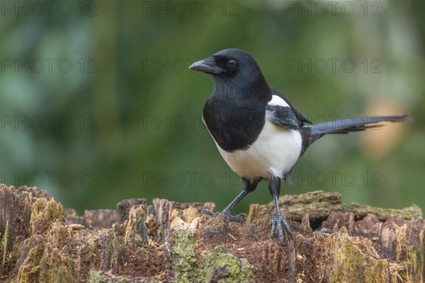 Magpie (Pica pica), Neuhaus, Lower Saxony, Germany