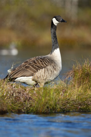 Canada goose (Branta canadensis) in breeding plumage on a lake in Sweden, Knuthöjdsmossen, Hällefors, Örebro län, Sweden