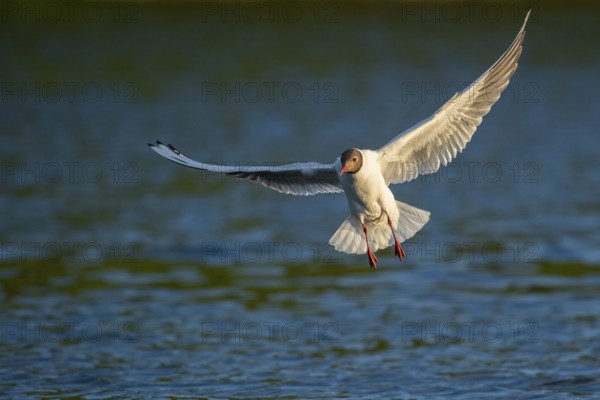 Flying Black-headed Black-headed Gull (Chroicocephalus ridibundus), Lembruch, Lower Saxony, Germany