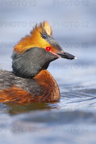 Slavonian grebe (Podiceps auritus) swimming on a lake, Västergötland, Falköping, Sweden